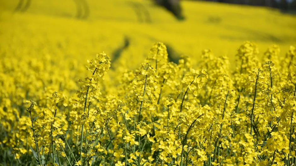Rubrik_Landwirtschaft_Raps_c._Pixabay_oilseed-rape-1344370_1920